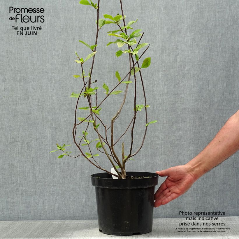 Spécimen de Magnolia Genie Pot de 4L/5L tel que livré au printemps