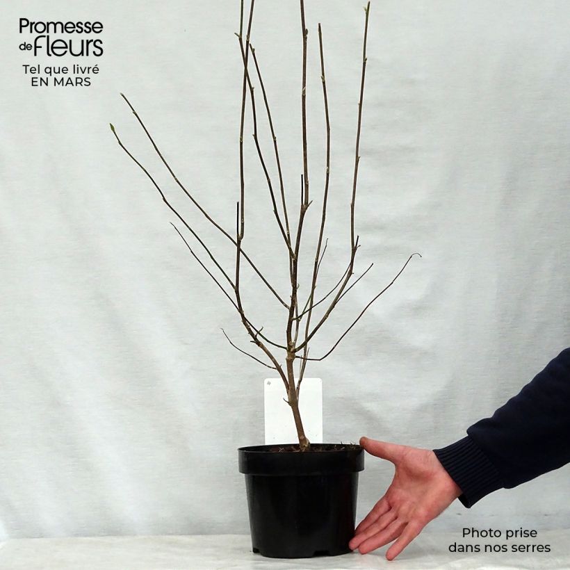 Spécimen de Magnolia George Henry Kern en pot de 3.5L tel que livré au printemps