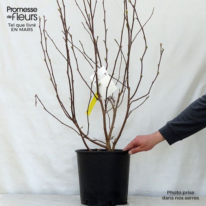 Spécimen de Magnolia George Henry Kern 80cm+ en pot de 12L tel que livré au printemps