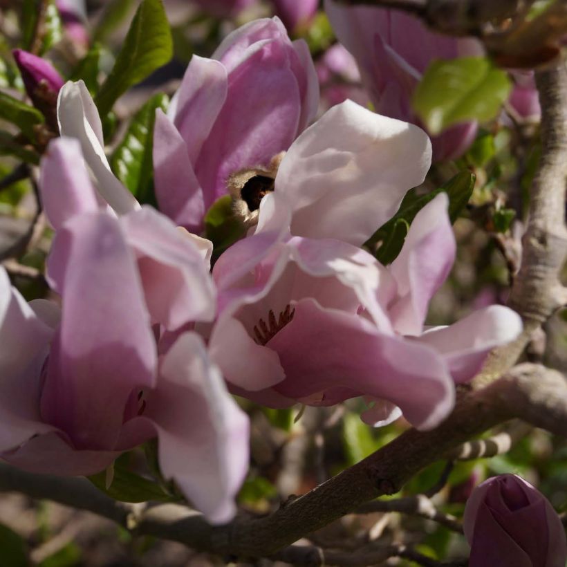 Magnolia George Henry Kern (Floraison)