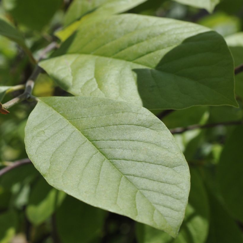 Magnolia Gold Star (Feuillage)