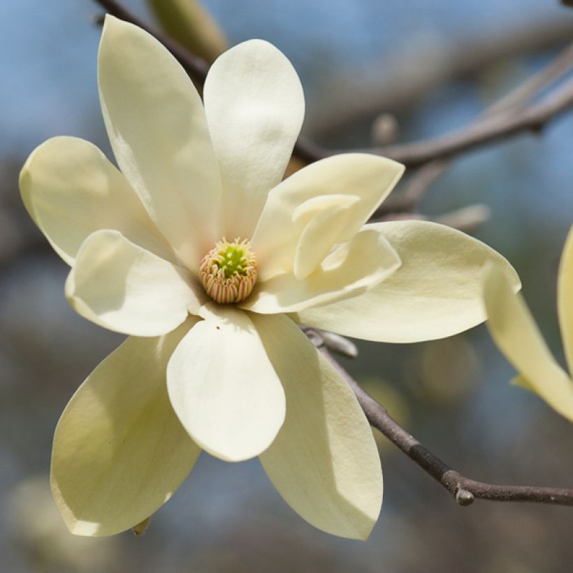 Magnolia Gold Star (Floraison)