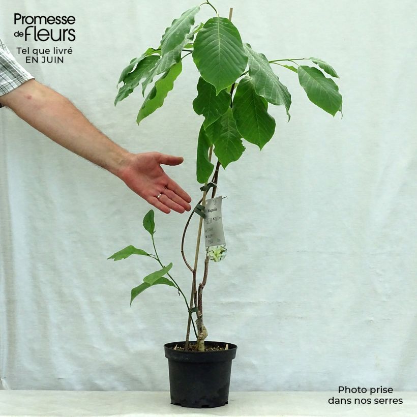 Spécimen de Magnolia Gold Star Pot de 2L/3L tel que livré en été