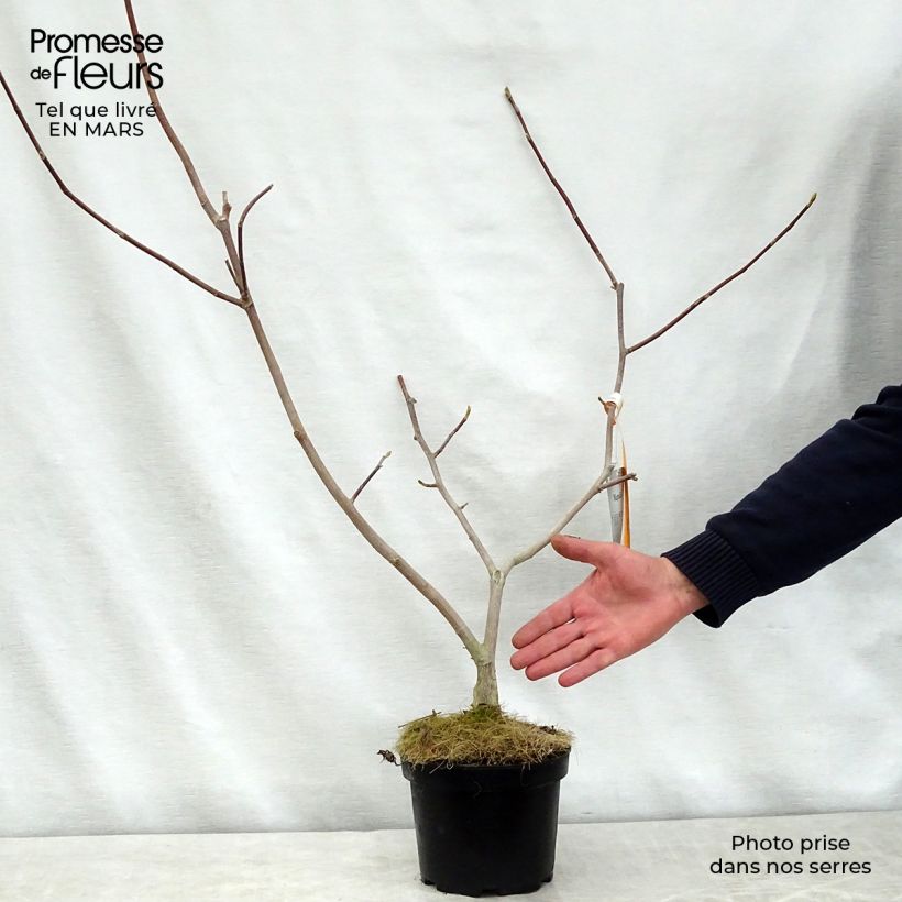 Spécimen de Magnolia Gold Star en pot de 2L/3L tel que livré au printemps