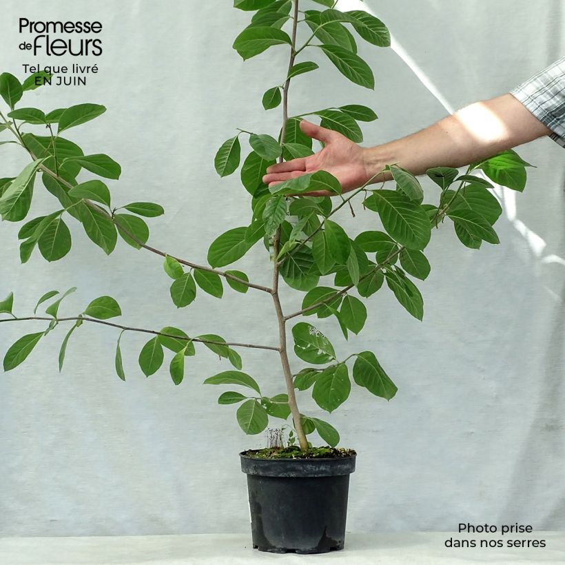 Spécimen de Magnolia Gold Star Pot de 4L/5L tel que livré en été