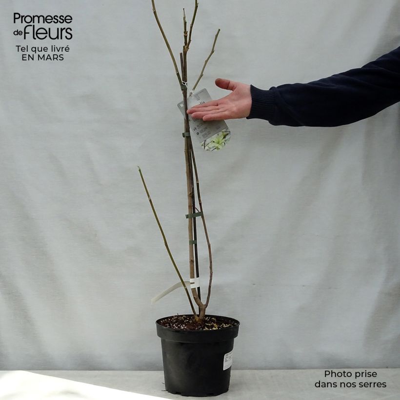 Spécimen de Magnolia Gold Star en pot de 4L/5L tel que livré au printemps