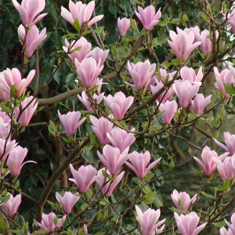 Magnolia Heaven Scent  (Floraison)