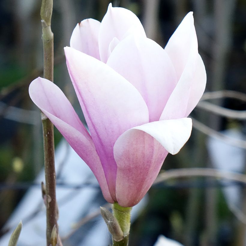 Magnolia Heaven Scent (Floraison)