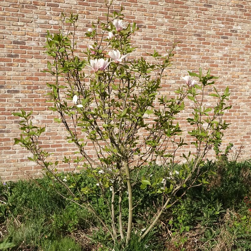 Magnolia Heaven Scent (Port)