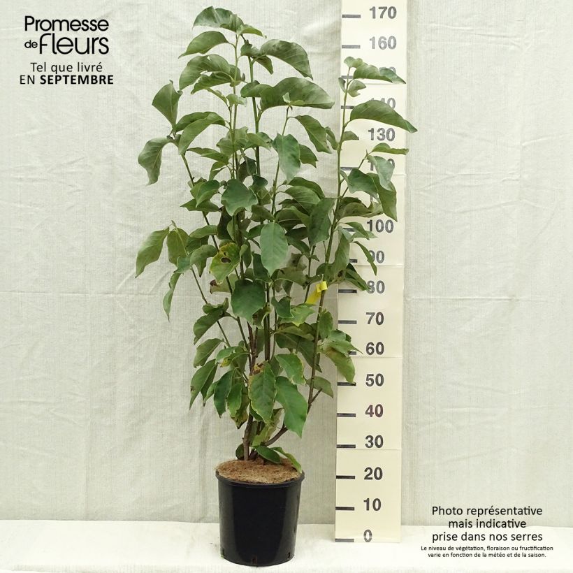 Spécimen de Magnolia Heaven Scent  Pot de 12L/15L tel que livré en automne