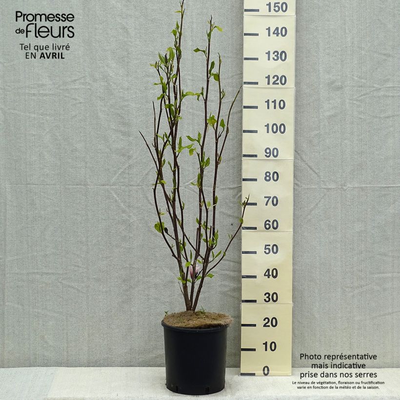 Spécimen de Magnolia Heaven Scent en pot de 12L tel que livré au printemps