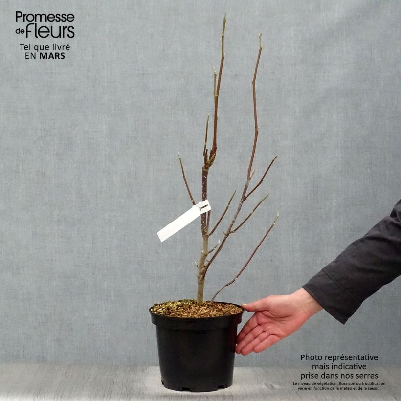 Spécimen de Magnolia Heaven Scent en pot de 5L tel que livré au printemps