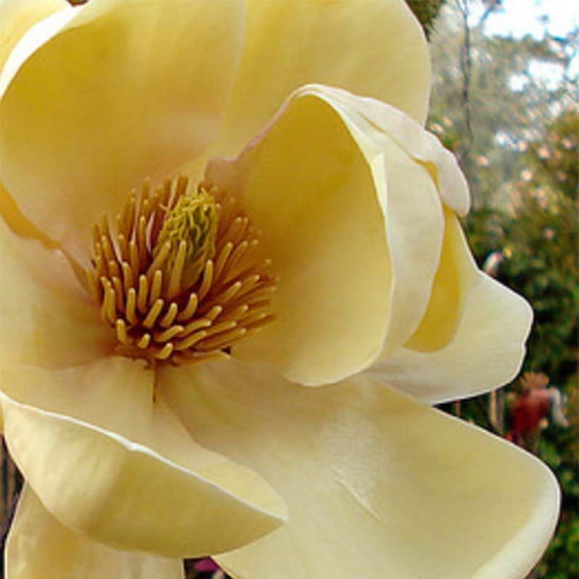 Magnolia Honey Tulip (Floraison)