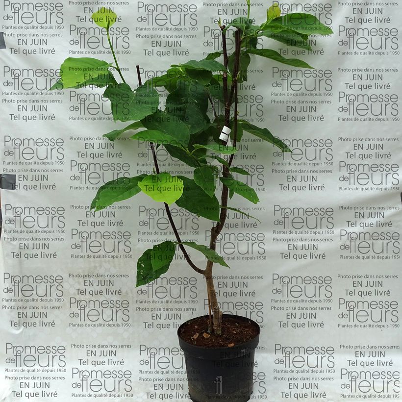 Exemple de spécimen de Magnolia Honey Tulip en pot de 5L tel que livré