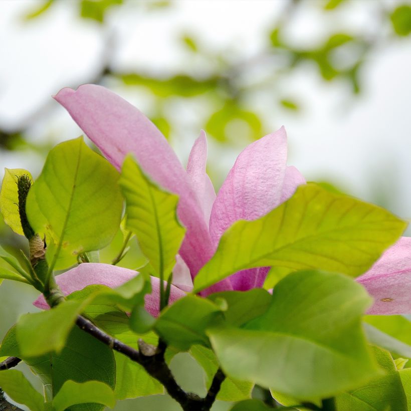 Magnolia Iolanthe (Feuillage)