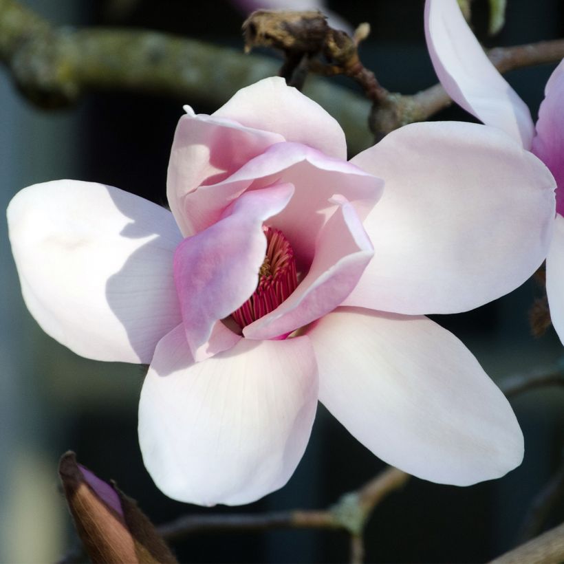 Magnolia Iolanthe (Floraison)