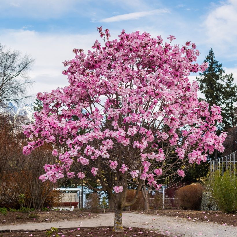 Magnolia Iolanthe (Port)