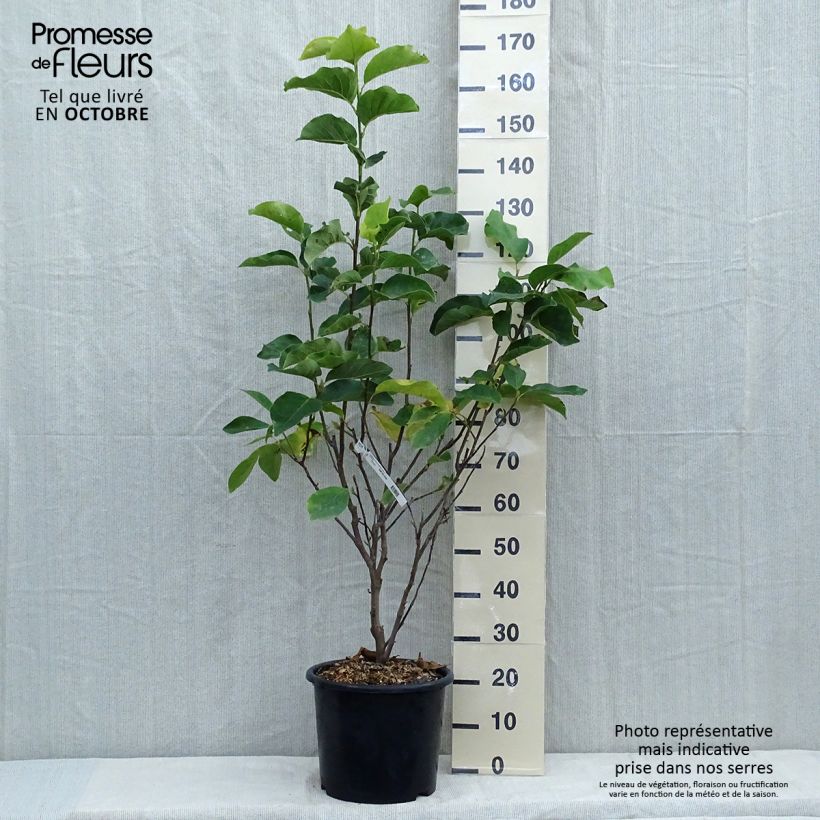 Spécimen de Magnolia - Magnolia x soulangeana Andre Leroy Pot de 7,5L/10L tel que livré en automne
