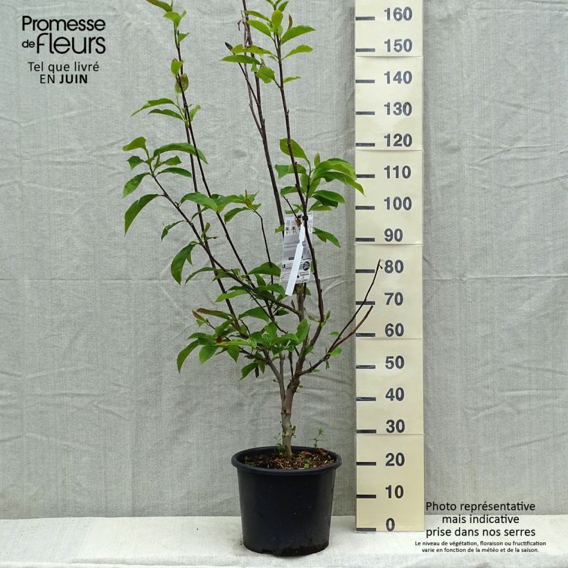 Spécimen de Magnolia - Magnolia x soulangeana Andre Leroy en pot de 7.5l/10l tel que livré au printemps