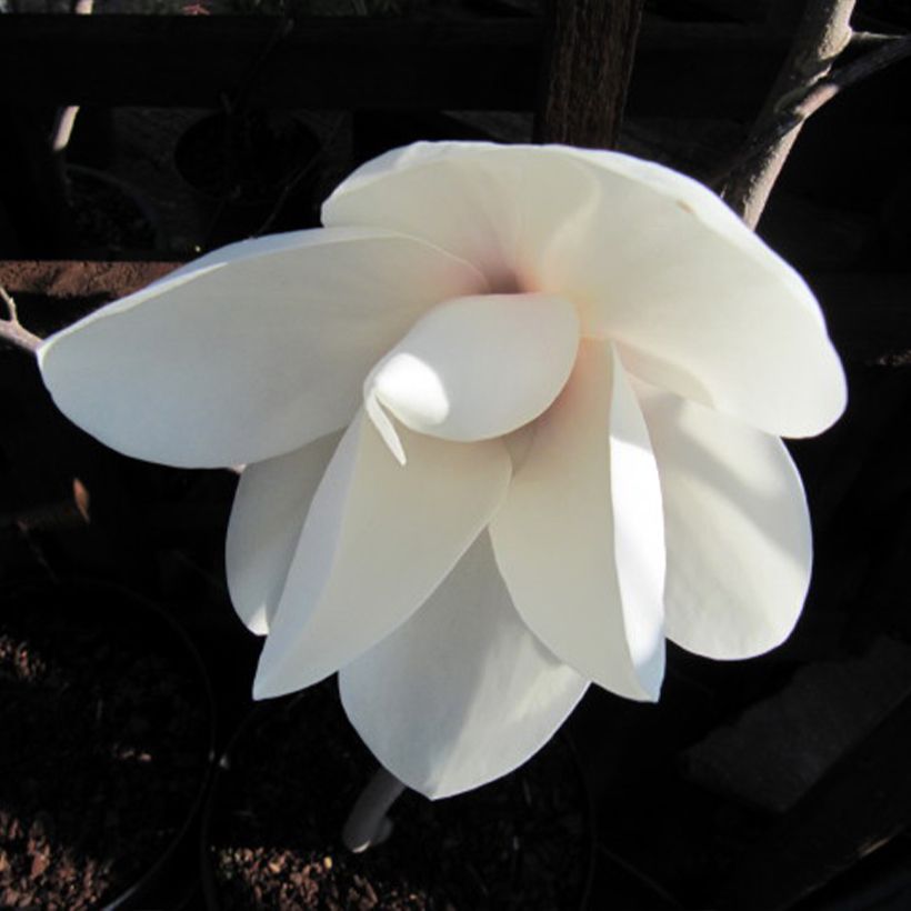 Magnolia Manchu Fan (Floraison)