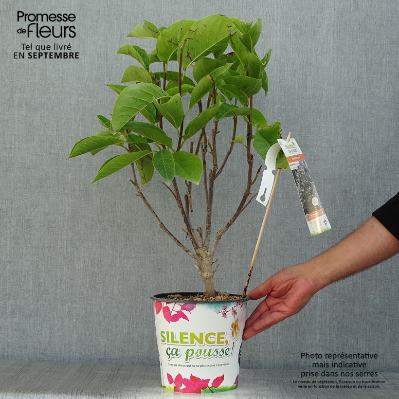 Spécimen de Magnolia Manchu Fan Pot de 4L/5L tel que livré en été