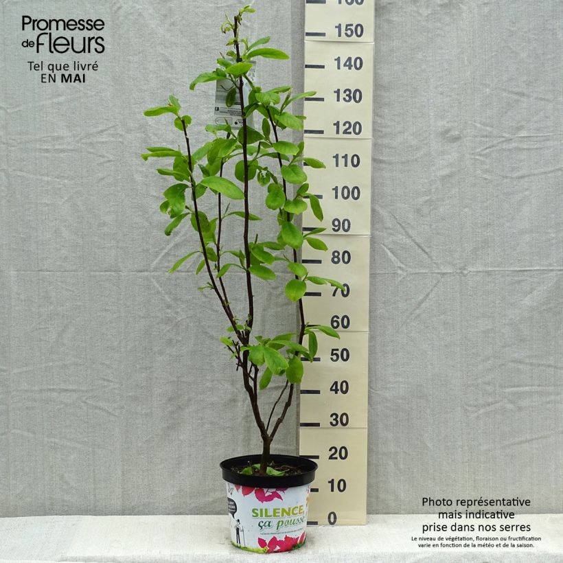 Spécimen de Magnolia Manchu Fan en pot de 7.5L/10L tel que livré au printemps