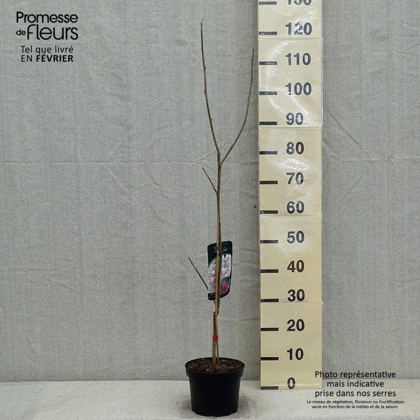 Spécimen de Magnolia March Till Frost Pot de 2L/3L tel que livré en hiver