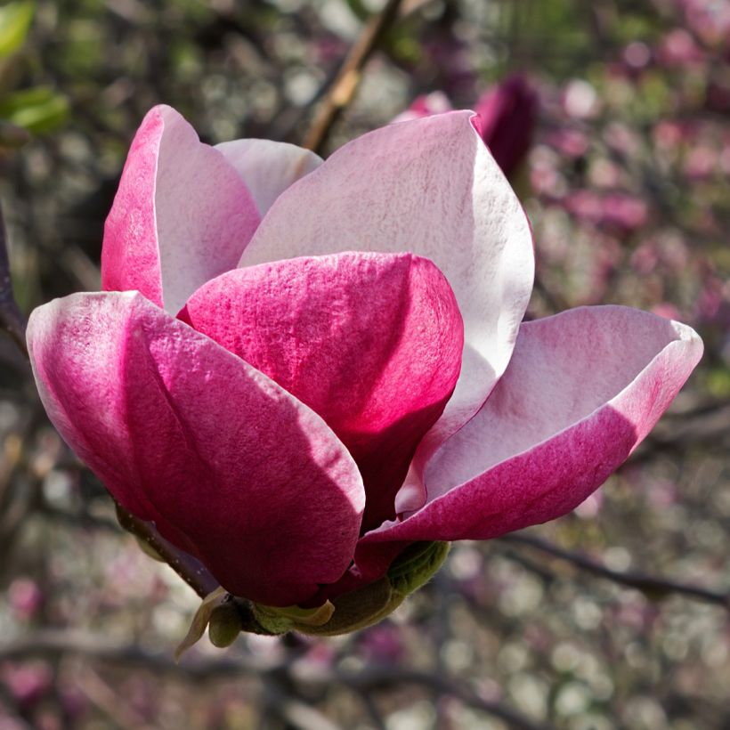 Magnolia March Till Frost (Floraison)