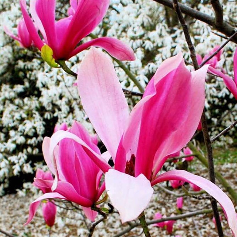 Magnolia Spectrum (Floraison)