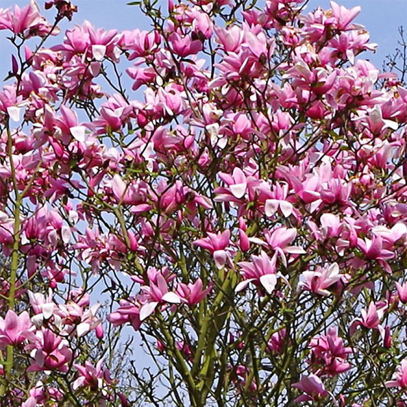 Magnolia Star Wars - Magnolia campbellii (x) liliiflora (Floraison)