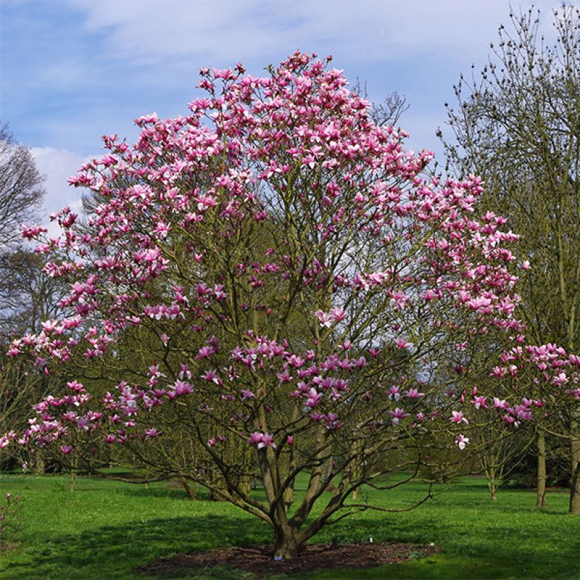 Magnolia Star Wars - Magnolia campbellii (x) liliiflora (Port)