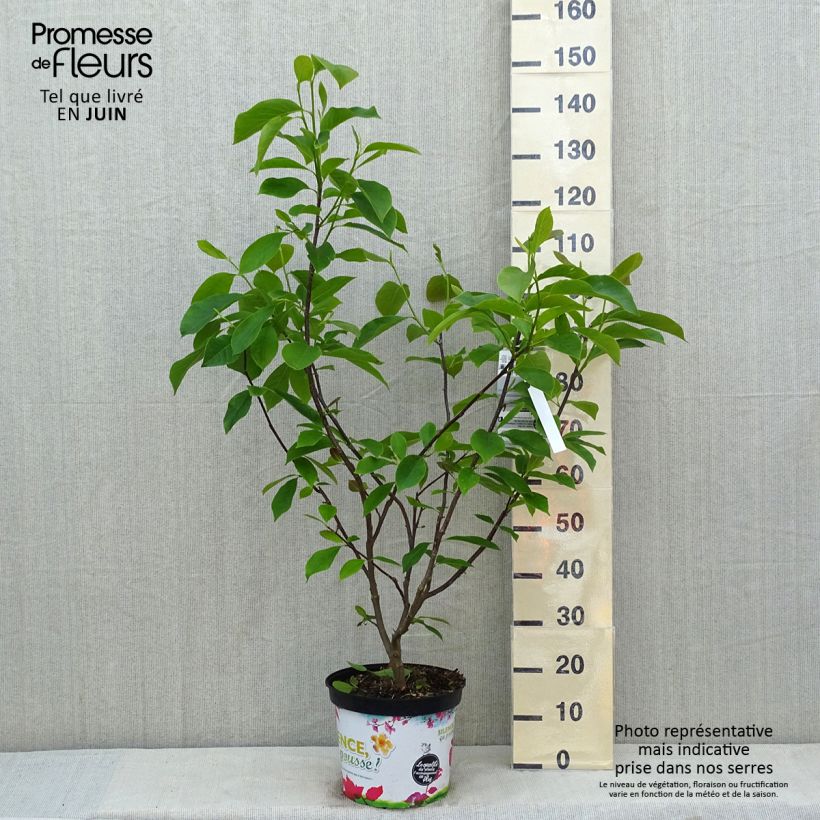 Spécimen de Magnolia Star Wars - Magnolia campbellii (x) liliiflora le pot de 10L tel que livré au printemps