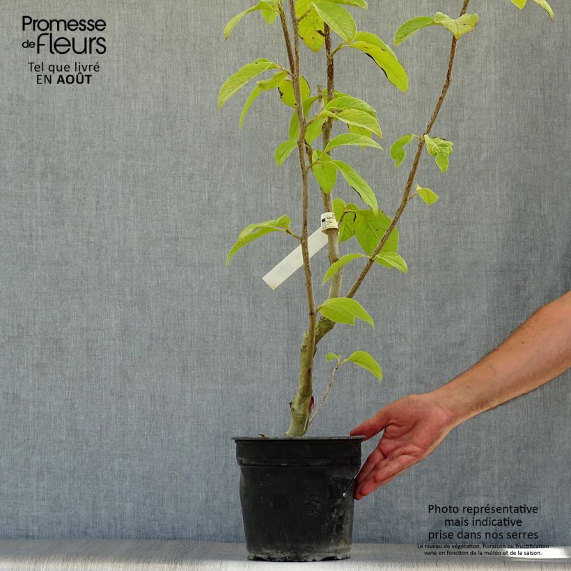 Spécimen de Magnolia Star Wars - Magnolia campbellii (x) liliiflora Pot de 4L/5L tel que livré en été