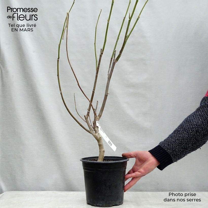 Spécimen de Magnolia Star Wars - Magnolia campbellii (x) liliiflora le pot de 4,5L tel que livré au printemps