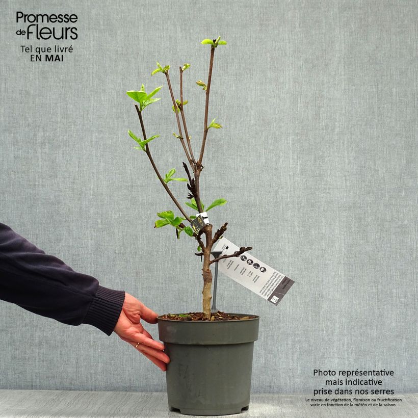 Spécimen de Magnolia Sunsation Pot de 5L tel que livré au printemps