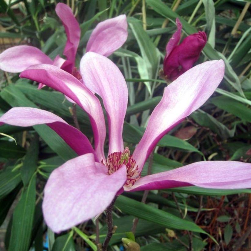 Magnolia Susan (Floraison)