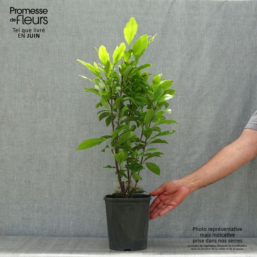 Spécimen de Magnolia Susan Pot de 3L/4L tel que livré en été