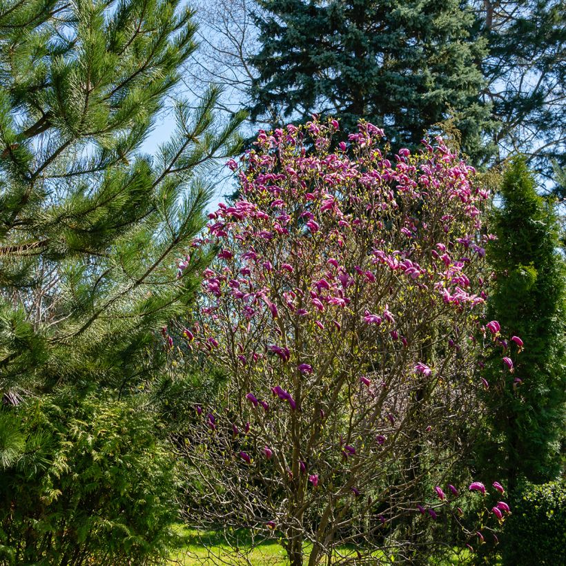 Magnolia Susan (Port)