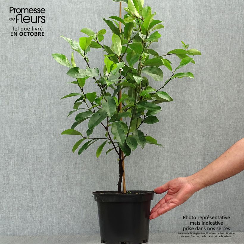 Spécimen de Magnolia White Caviar Pot de 3L/4L tel que livré en automne
