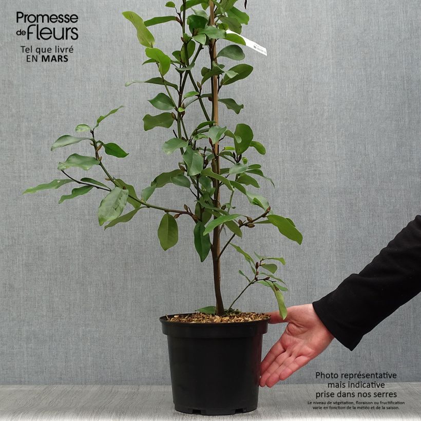 Spécimen de Magnolia White Caviar en pot de 4/5L tel que livré au printemps