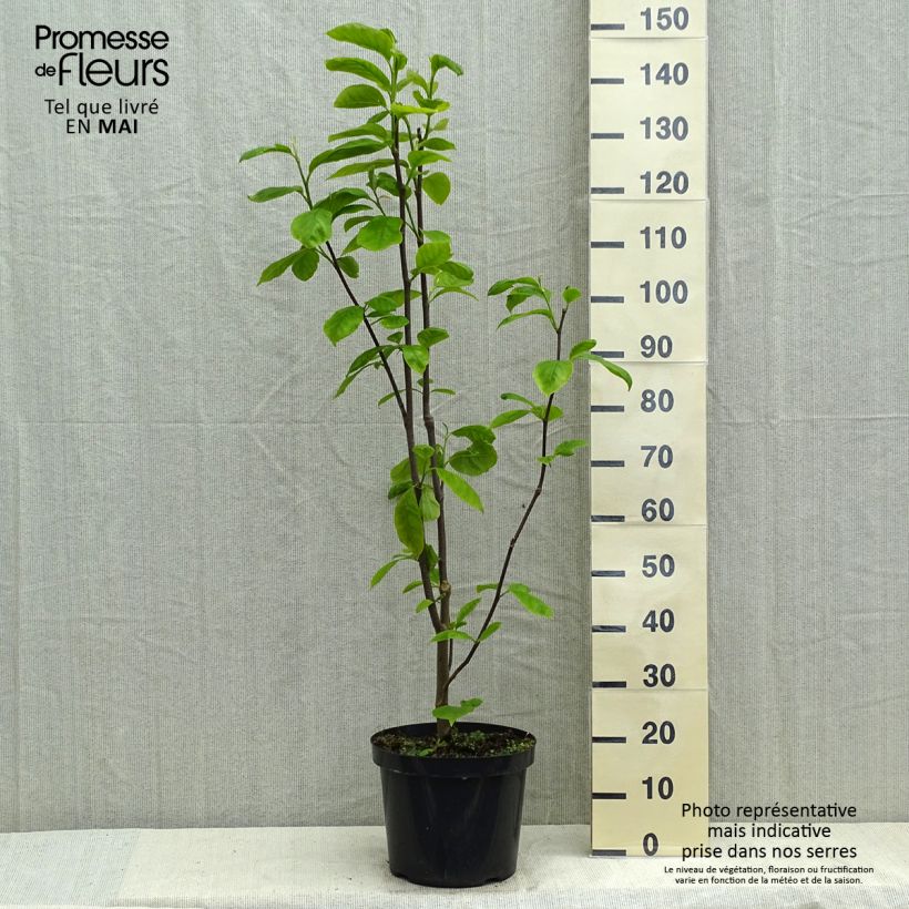 Spécimen de Magnolia Yellow Lantern Pot de 7,5L/10L tel que livré au printemps