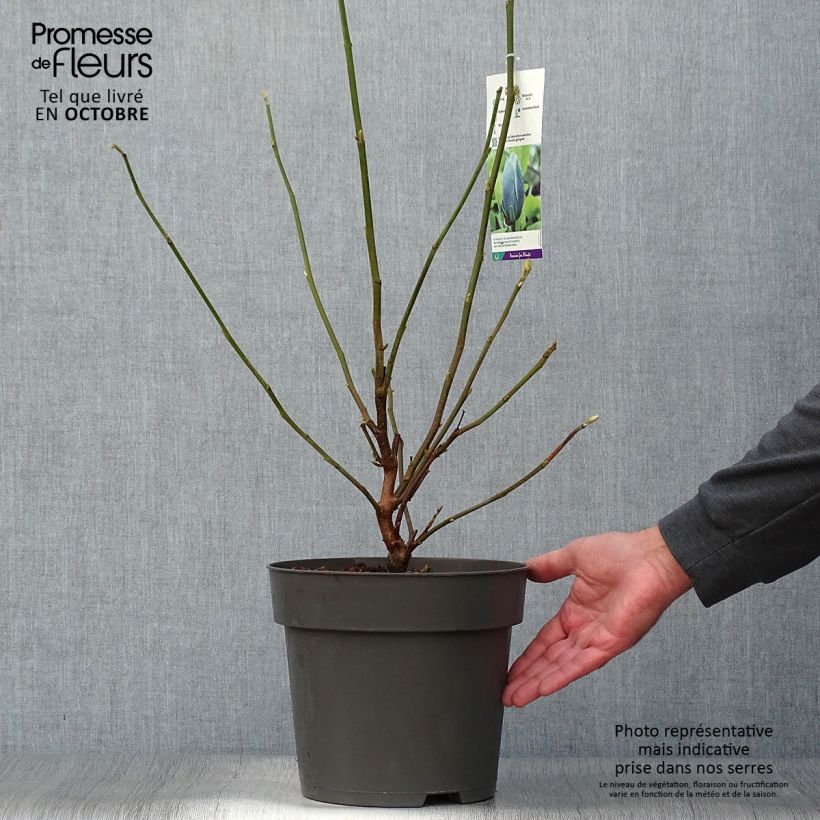 Spécimen de Magnolia acuminata Blue Baby Pot de 6L/7L tel que livré en automne