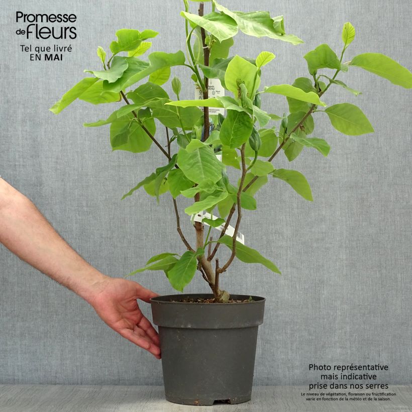 Spécimen de Magnolia acuminata Blue Baby Pot de 6L/7L tel que livré au printemps