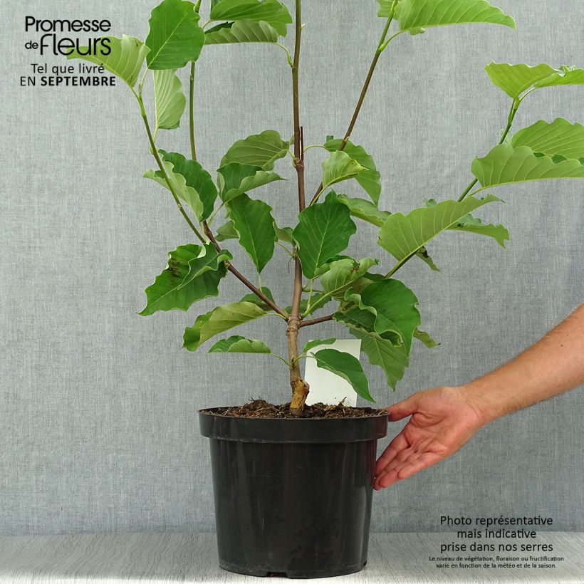 Spécimen de Magnolia acuminata Blue Opal Pot de 7,5L/10L tel que livré en automne