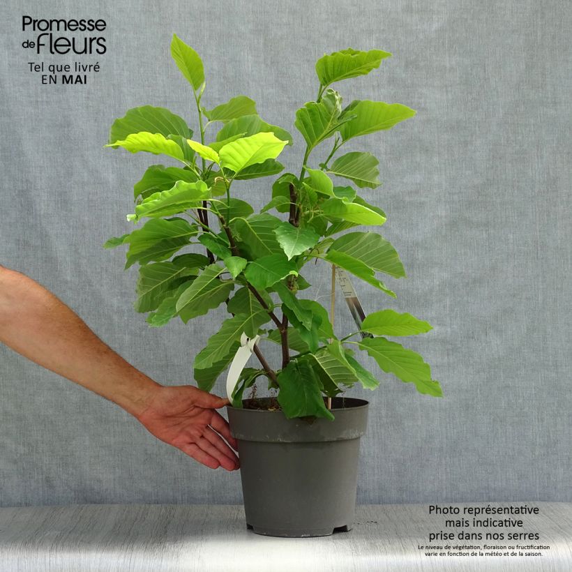 Spécimen de Magnolia acuminata Blue Opal Pot de 12L/15L tel que livré au printemps