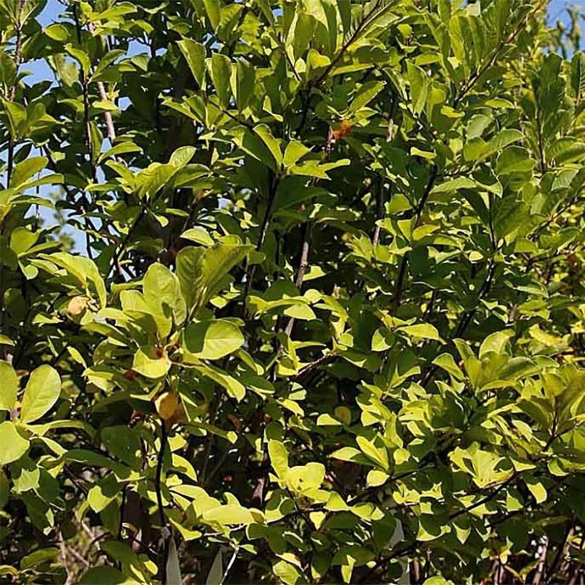 Magnolia acuminata Butterfly - Arbre à cornichons (Feuillage)