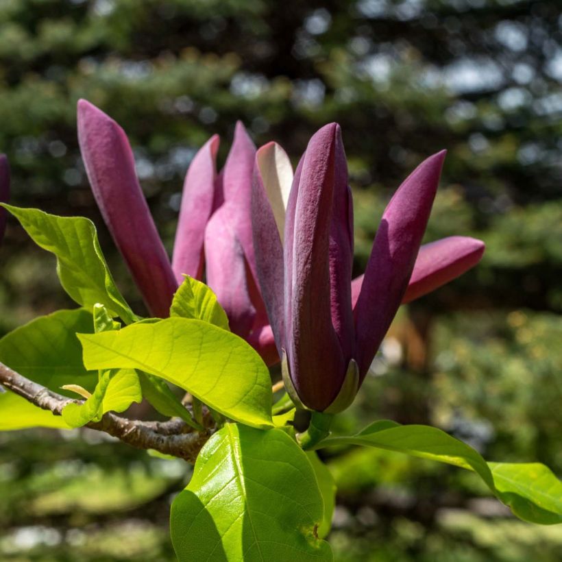 Magnolia Black Beauty (Floraison)