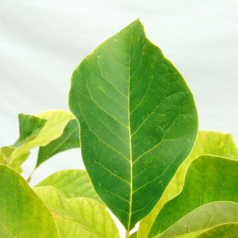 Magnolia brooklynensis Eva Maria (Feuillage)
