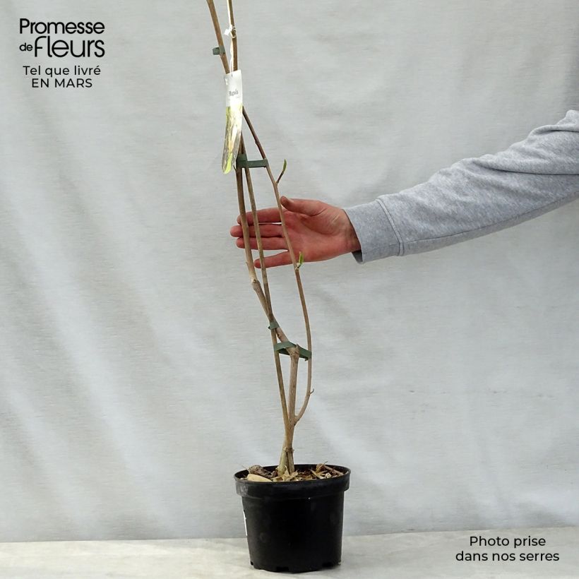 Spécimen de Magnolia brooklynensis Eva Maria en pot de 2L/3L tel que livré au printemps