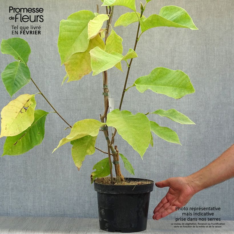 Spécimen de Magnolia brooklynensis Eva Maria Pot de 4L/5L tel que livré en automne